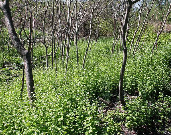Garlic mustard invading a woodland edge 