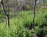 Garlic mustard invading a woodland edge 