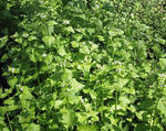 Garlic mustard plants in bloom 