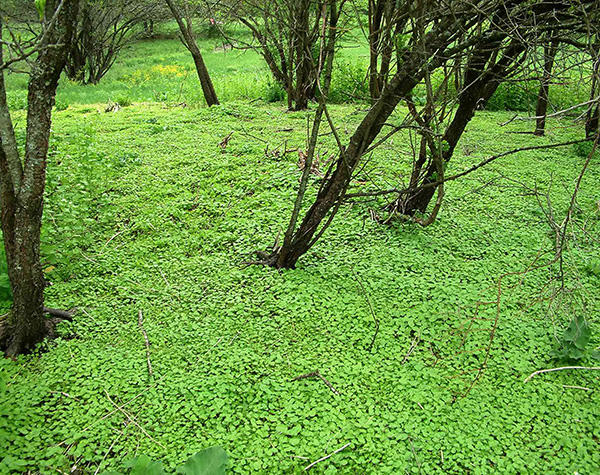 Garlic Mustard seedlings 