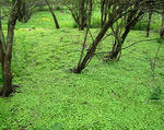 Garlic Mustard seedlings 