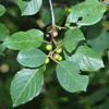 glossy buckthorn