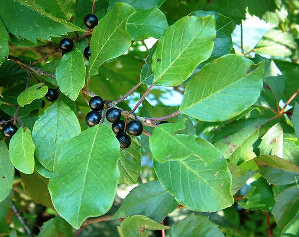 Glossy buckthorn leaves and ripe fruit