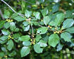 Glossy buckthorn leaves and unripe fruit