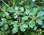 Glossy buckthorn leaves and unripe fruit