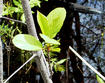 Glossy buckthorn stem - note distinctive lenticels