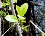 Glossy buckthorn stem - note distinctive lenticels