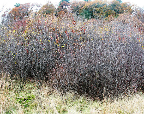 Winter appearance of glossy buckthorn shrubs