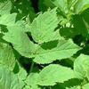 goutweed