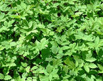 Goutweed leaves