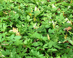 Goutweed smothering native trout lillies