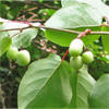 hardy kiwi
