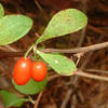 Japanese barberry fruit