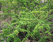 Japanese barberry flowering