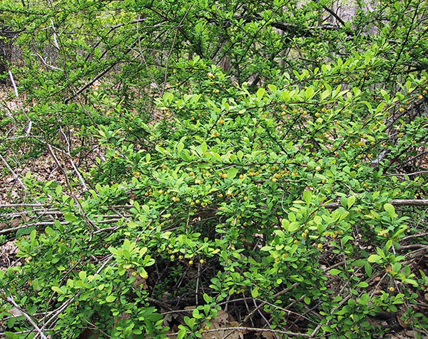 Japanese barberry flowering