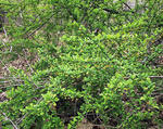 Japanese barberry flowering