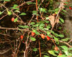Japanese barberry fruit, leaves, & thorns