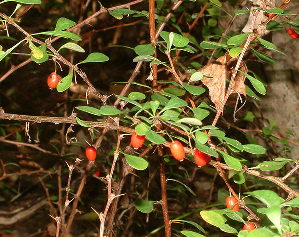 Japanese barberry fruit, leaves, thorns