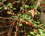 Japanese barberry fruit, leaves, thorns