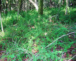 Japanese barberry invading a forested understory