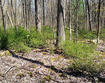 Japanese barberry invading a forested wetland