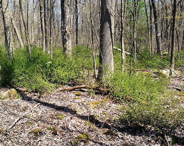 Japanese barberry invading a forested wetland