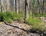 Japanese barberry invading a forested wetland