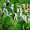 Japanese honeysuckle © Chuck Bargeron