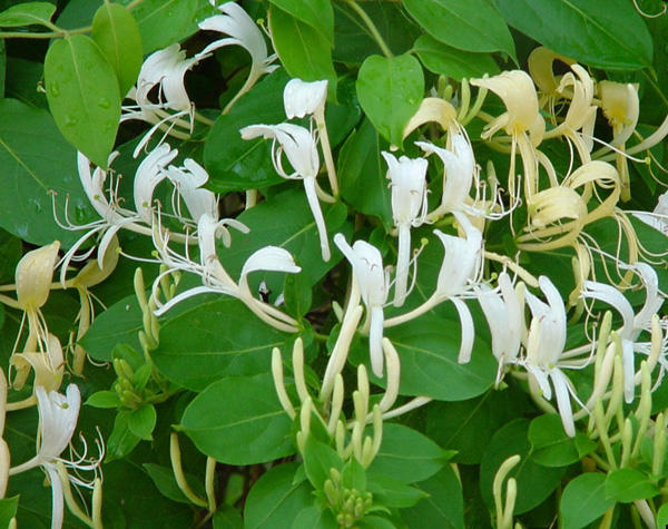 Japanese honeysuckle flowers