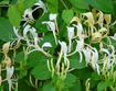 Japanese honeysuckle flowers