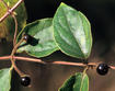 Japanese honeysuckle fruit