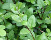 Japanese honeysuckle typical leaves and stems