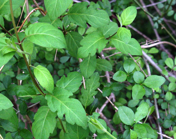Japanese honeysuckle with lobed leaves