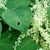 Japanese knotweed
