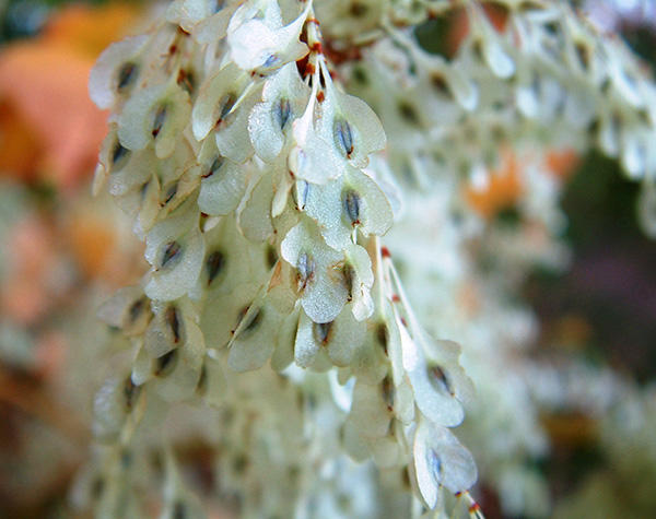 Close Up Of Japanese Knotweed Seeds Close Up Of Japanese Knotweed Seeds