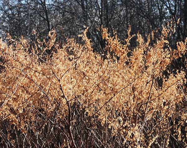 Japanese knotweed in winter
