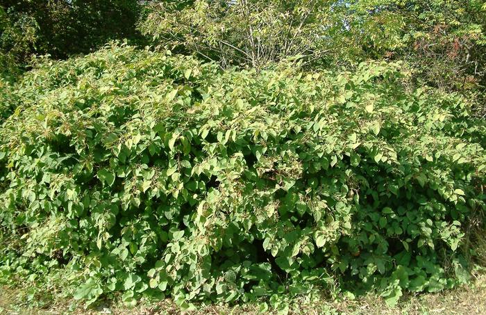 Small stand of Japanese knotweed