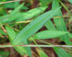 Japanese Stilt-grass leaves and stem