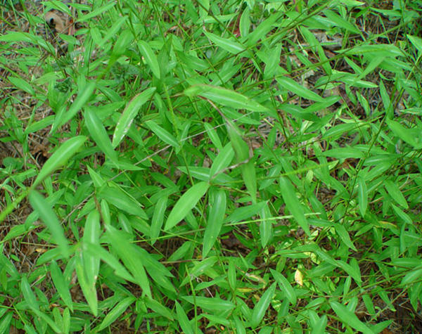 Japanese Stilt-grass patch © Chuck Bargeron, University of Georgia, Bugwood.org