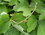 Kudzu foliage © Leslie J. Merhoff, University of Connecticut, Bugwood.org