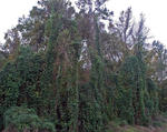 Kudzu infestation © Erich G Vallery, USDA Forest Service, Bugwood.org