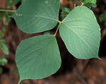 Kudzu leaf © James H. Miller, USDA Forest Service, Bugwood.org