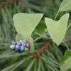 mile-a-minute vine © Leslie J. Merhoff