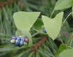 MAMV fruit © Leslie J. Mehrhoff Univeristy of Connecticut, Bugwood.org