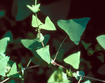 MAMV leaves © Jil Swearingen, USDI National Park Service, Bugwood.org