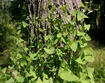 MAMV on tree © Leslie J. Mehrhoff, University of Connecticut, Bugwood.org