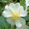 multi-flora rose