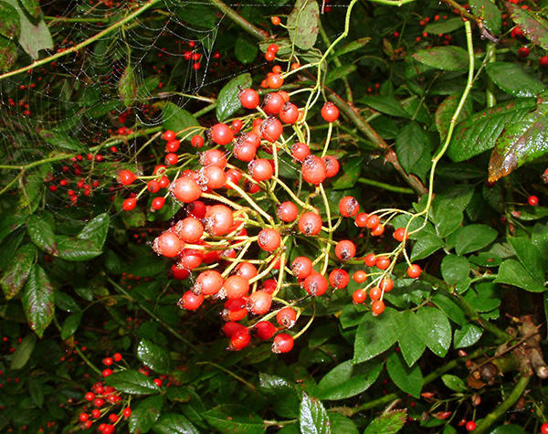 Multiflora rose fruit in early fall 