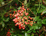 Multiflora rose fruit in early fall 