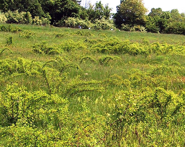 Multiflora rose invading a field